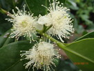 Gujawa truskawkowa Psidium cattleianum - 4