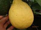Cytryna skierniewicka - citrus ponderosa - 50 cm - 3