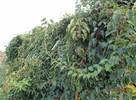 Kiwi Isai samopylne -aktinidia ostrolistna - grunt - 6