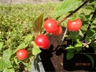 Wiśnia kosmata Prunus tomentosa w doniczce 50cm - 3