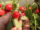 Wiśnia kosmata Prunus tomentosa w doniczce 50cm - 2