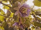 Passiflora ligularis słodka marakuja 100 cm - 1