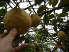 Cytryna skierniewicka - citrus ponderosa - 50 cm - 2