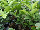 Cytryna skierniewicka - citrus ponderosa - 50 cm - 6