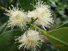 Gujawa truskawkowa -psidium cattleianum - sadzonka - 6