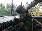 Buldog francuski - 4