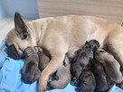 Buldog francuski - 1