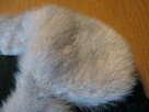 Naturalny kożuch płaszcz futro karakuły obszyte lisem - 7