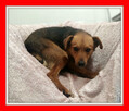 Pinczer, mix jamnik,1 rok,9 kg,nieśmiały WIGO do adopcji. - 3