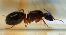 Mrówki Camponotus pilicornis - 2