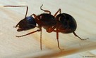 Mrówki Camponotus pilicornis - 4