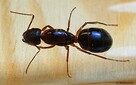 Mrówki Camponotus pilicornis - 5