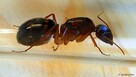 Mrówki Camponotus pilicornis - 1