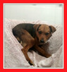 Pinczer, mix jamnik,1 rok,9 kg,nieśmiały WIGO do adopcji. - 2