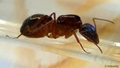 Mrówki Camponotus pilicornis - 3