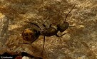 Mrówki Camponotus auriventris z 7-10 robotnicami - 3