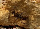 Mrówki Camponotus auriventris z 7-10 robotnicami - 5