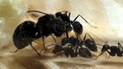 Mrówki Camponotus selene z 3-5 robotnicami - 2