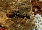Mrówki Camponotus auriventris z 7-10 robotnicami - 4