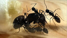 Mrówki Camponotus selene z 3-5 robotnicami - 4