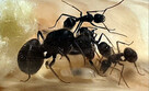 Mrówki Camponotus selene z 3-5 robotnicami - 5