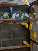 Papugi faliste - 3