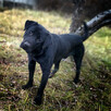 3 lata, labrador przyjazny, aktywny, FLIK do adopcji. - 1