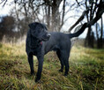 3 lata, labrador przyjazny, aktywny, FLIK do adopcji. - 3