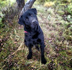 3 lata, labrador przyjazny, aktywny, FLIK do adopcji. - 4