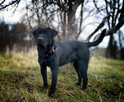 3 lata, labrador przyjazny, aktywny, FLIK do adopcji. - 2