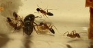 Mrówki Camponotus camelinus Q + 8-10 robotnic - 4