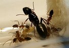 Mrówki Camponotus camelinus Q + 8-10 robotnic - 3