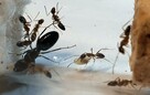 Mrówki Camponotus camelinus Q + 8-10 robotnic - 1