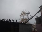 Sprzedam Gołębie w parach i na sztuki - 1