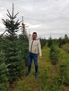 Choinka żywa, świerk srebrny, cięty, doniczka, hurt rożne - 2