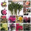 Sadzonki oleander - 9