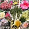 Sadzonki oleander - 15