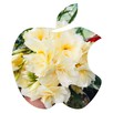 Sadzonki oleander - 12