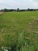 Okazja Działka rolna 16zl/m2 1 ha Stanisławów koło Dąbrówki - 1