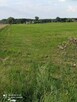 Okazja Działka rolna 16zl/m2 1 ha Stanisławów koło Dąbrówki - 3