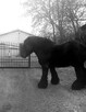 Sprzedam ogiera - 6