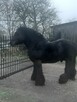 Sprzedam ogiera - 3