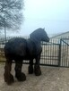 Sprzedam ogiera - 2