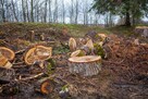 Czyszczenie porządkowanie działek Sprzątanie po Budowie Inne - 4