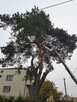 Czyszczenie porządkowanie działek Sprzątanie po Budowie Inne - 5