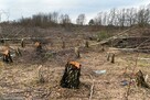 Ogrodzenia Tanie z Siatki Lesnej Rozbiórki Ogrodnictwo Inne - 3