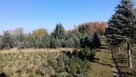 Dni Otwarte 2021- Plantacja choinek - Osuchów k/Mszczonowa - 15