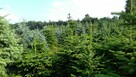 Dni Otwarte 2021- Plantacja choinek - Osuchów k/Mszczonowa - 9