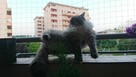 Siatka na balkon okno, siatki na gołębie dla kota - 2