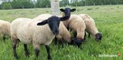 Agroturystyka Pokoje gościnne Noclegi - 730 450 496 - 10